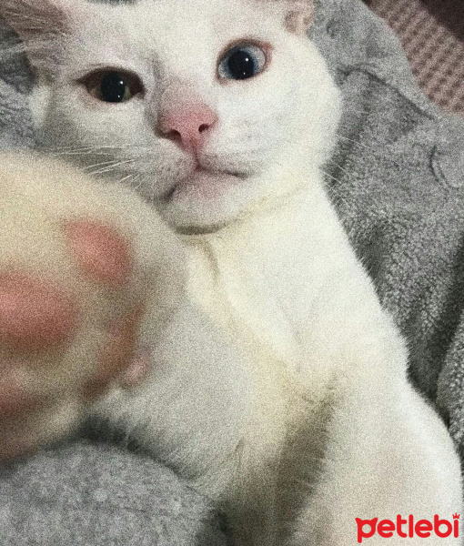 Van Kedisi, Kedi  Müezza fotoğrafı