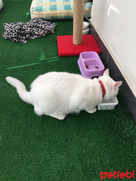 Van Kedisi, Kedi  Pamuk fotoğrafı