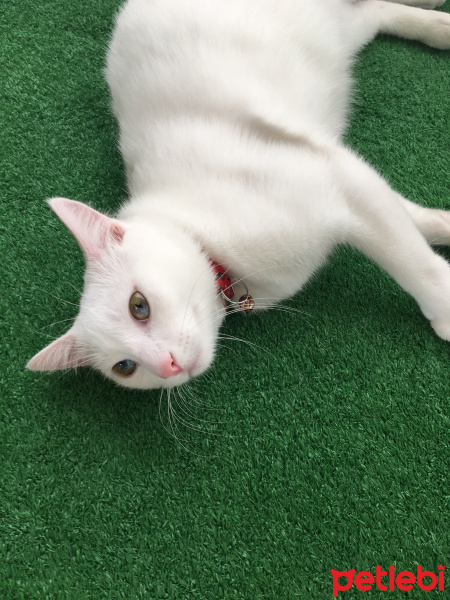 Van Kedisi, Kedi  Pamuk fotoğrafı