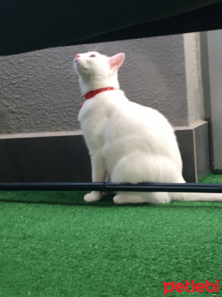 Van Kedisi, Kedi  Pamuk fotoğrafı