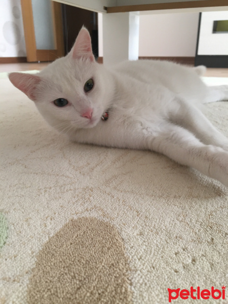 Van Kedisi, Kedi  Pamuk fotoğrafı
