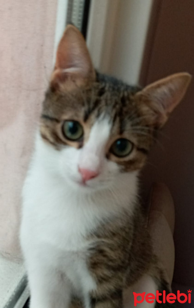 Tekir Kedi, Kedi  Lokum fotoğrafı