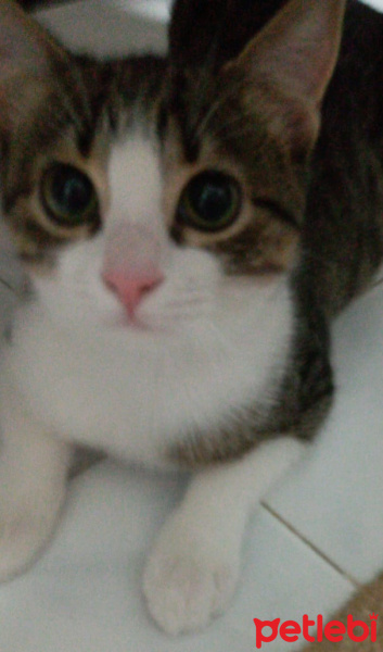 Tekir Kedi, Kedi  Lokum fotoğrafı