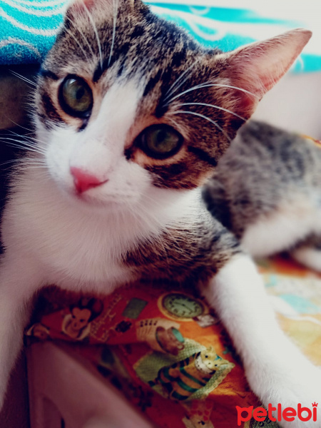 Tekir Kedi, Kedi  Lokum fotoğrafı