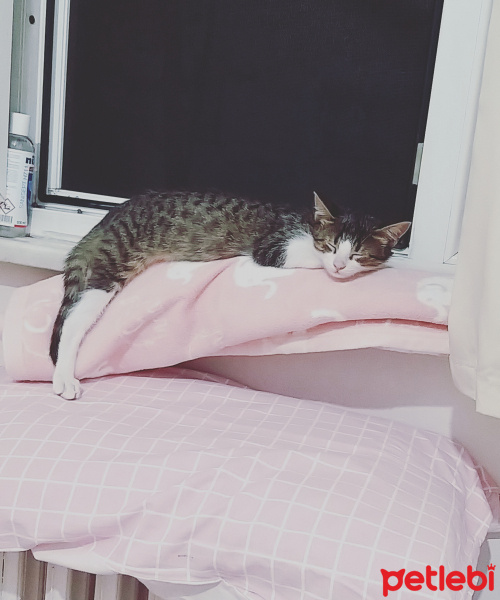 Tekir Kedi, Kedi  Lokum fotoğrafı