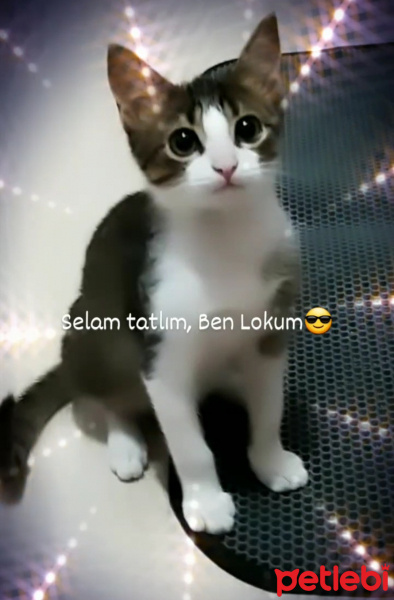 Tekir Kedi, Kedi  Lokum fotoğrafı