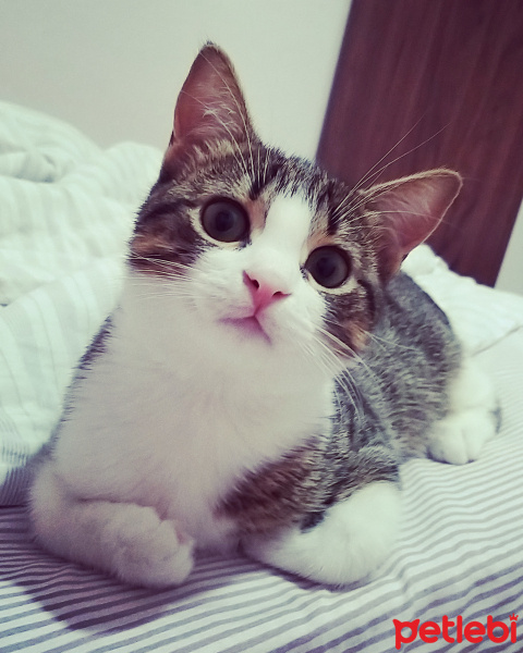 Tekir Kedi, Kedi  Lokum fotoğrafı