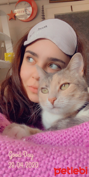 Tekir Kedi, Kedi  Maya fotoğrafı