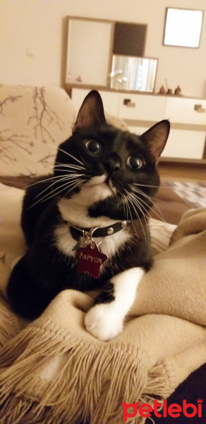 Tuxedo (Smokin) Kedi, Kedi  Papyon fotoğrafı