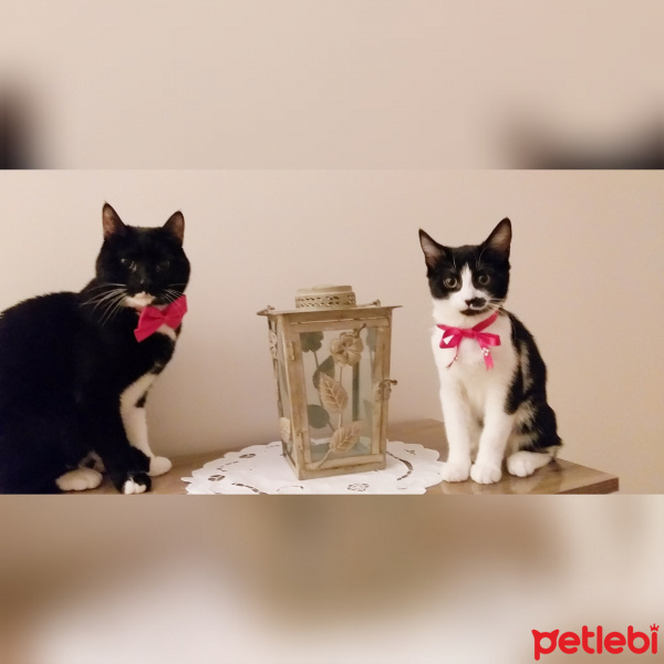 Tuxedo (Smokin) Kedi, Kedi  Papyon fotoğrafı