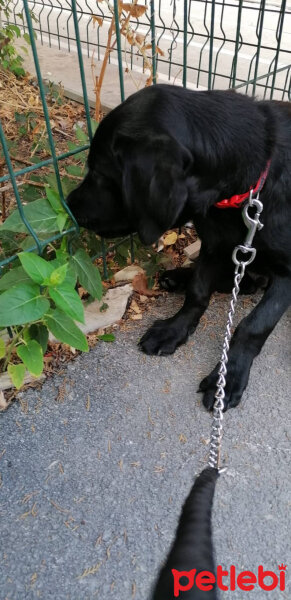 Labrador Retriever, Köpek  Zeytin fotoğrafı