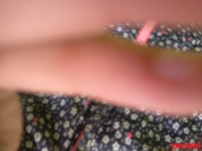 Tekir Kedi, Kedi  yavru fotoğrafı