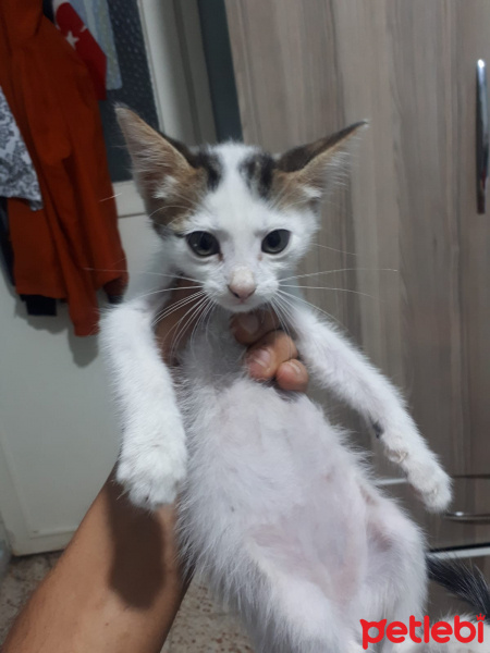 Australian Mist, Kedi  ÇAPAK fotoğrafı