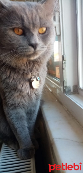 British Shorthair, Kedi  bulut fotoğrafı