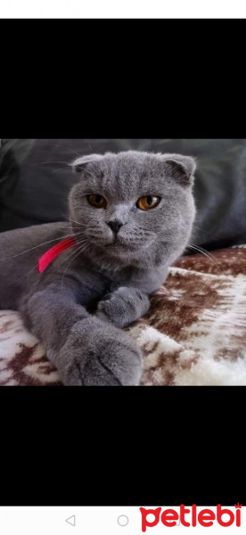 British Shorthair, Kedi  bulut fotoğrafı