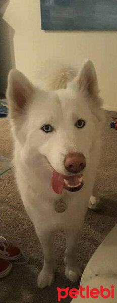 Sibirya Kurdu (Husky), Köpek  Adrien fotoğrafı