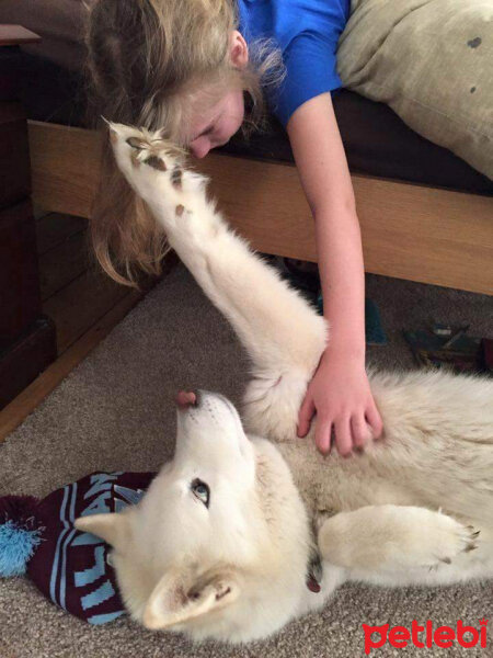 Sibirya Kurdu (Husky), Köpek  Adrien fotoğrafı