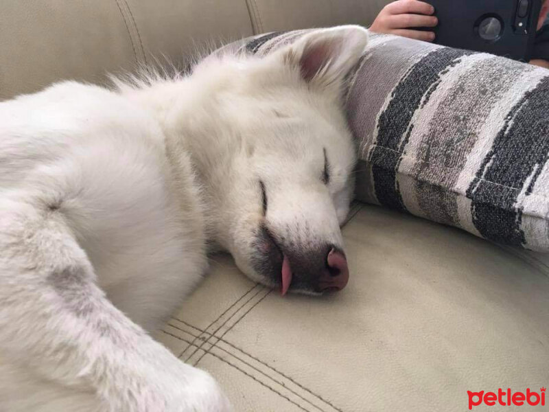 Sibirya Kurdu (Husky), Köpek  Adrien fotoğrafı