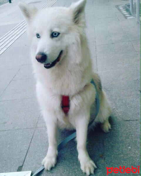 Sibirya Kurdu (Husky), Köpek  Adrien fotoğrafı