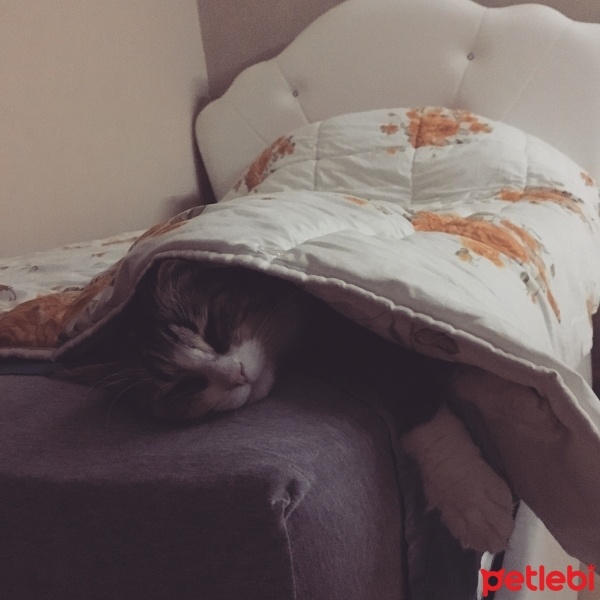 Tekir Kedi, Kedi  Süslü fotoğrafı
