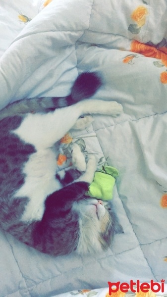 Tekir Kedi, Kedi  Süslü fotoğrafı