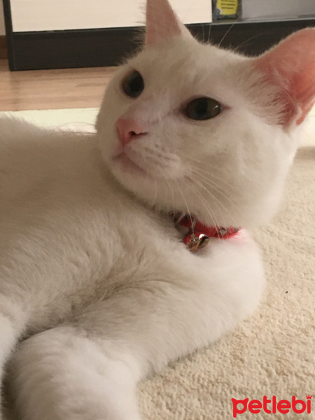 Van Kedisi, Kedi  Pamuk fotoğrafı