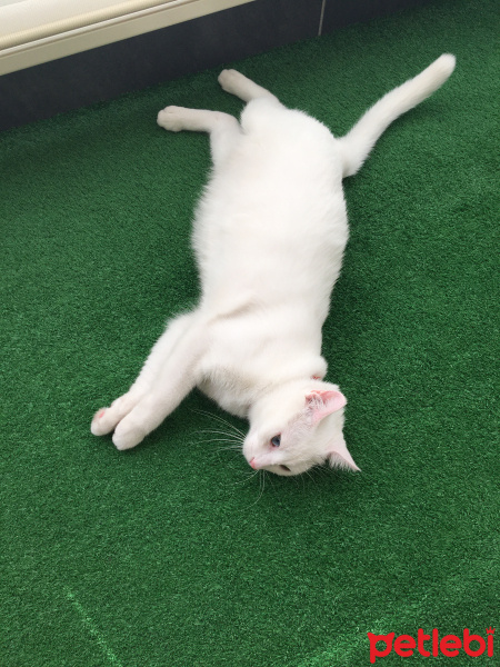 Van Kedisi, Kedi  Pamuk fotoğrafı