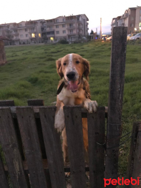 Golden Retriever, Köpek  Sans fotoğrafı