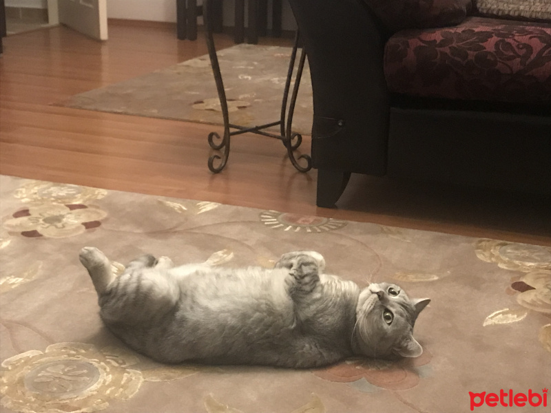 British Shorthair, Kedi  Simba fotoğrafı