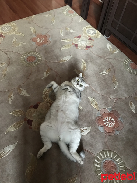 British Shorthair, Kedi  Simba fotoğrafı