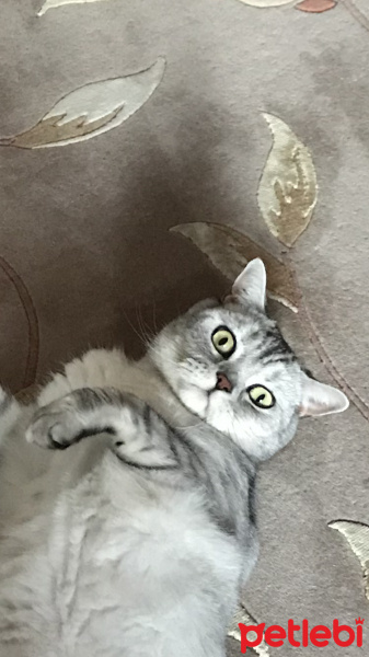 British Shorthair, Kedi  Simba fotoğrafı