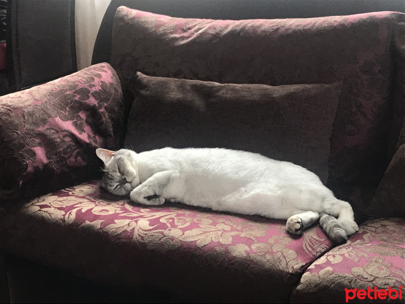 British Shorthair, Kedi  Simba fotoğrafı