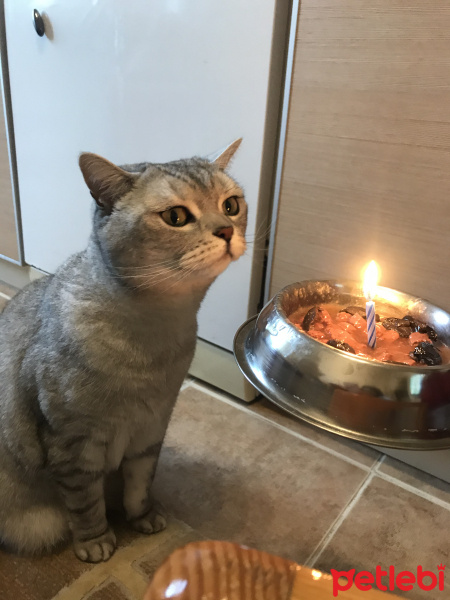 British Shorthair, Kedi  Simba fotoğrafı