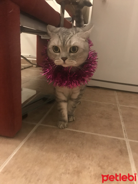 British Shorthair, Kedi  Simba fotoğrafı