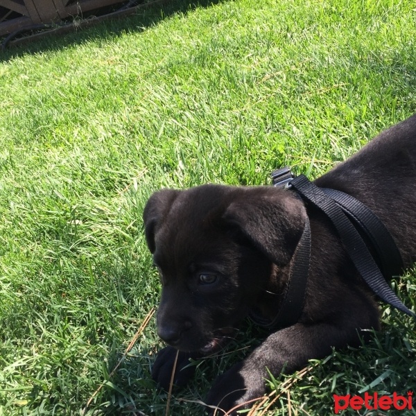 Cane Corso Italiano, Köpek  Hannibal fotoğrafı