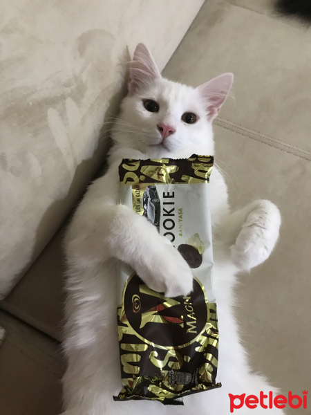 Van Kedisi, Kedi  Pirinç fotoğrafı