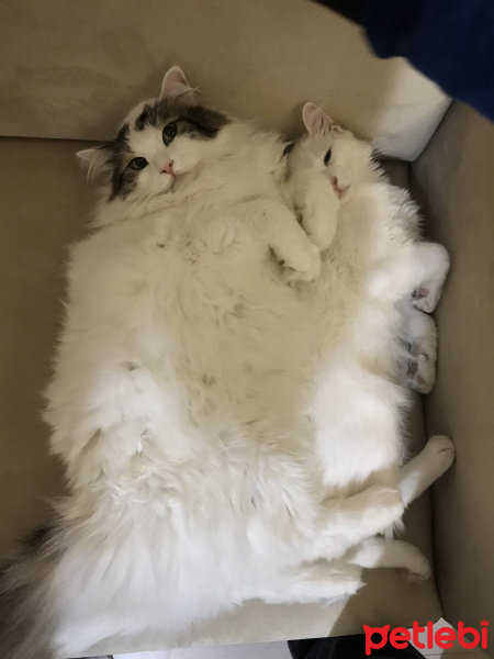 Van Kedisi, Kedi  Pirinç fotoğrafı