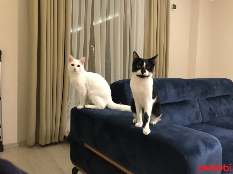 Van Kedisi, Kedi  Pirinç fotoğrafı