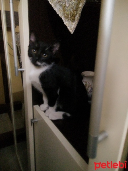 Tekir Kedi, Kedi  Maskeli  fotoğrafı