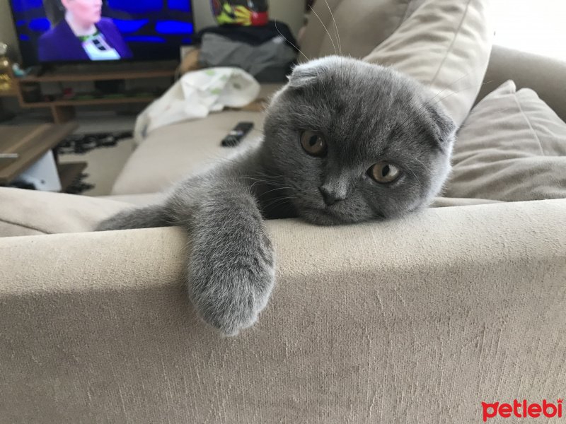 Scottish Fold, Kedi  Mochi fotoğrafı