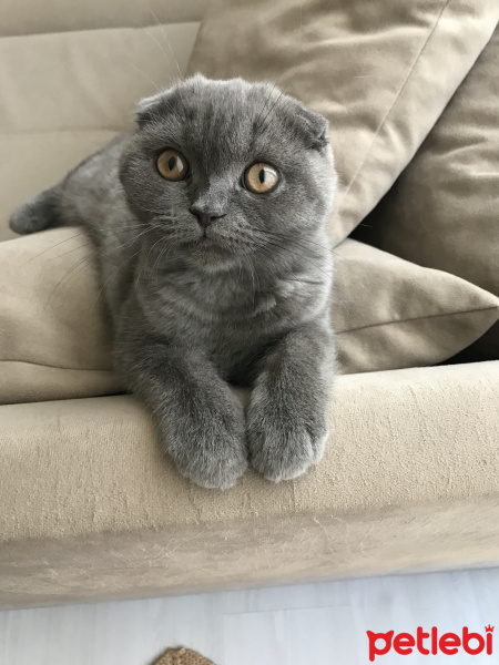 Scottish Fold, Kedi  Mochi fotoğrafı
