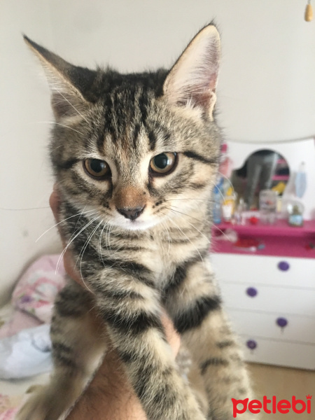 Tekir Kedi, Kedi  Mia fotoğrafı