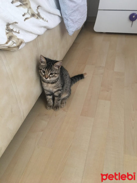 Tekir Kedi, Kedi  Mia fotoğrafı