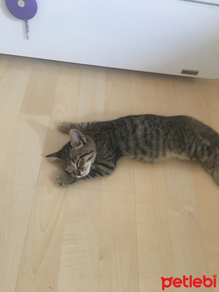 Tekir Kedi, Kedi  Mia fotoğrafı