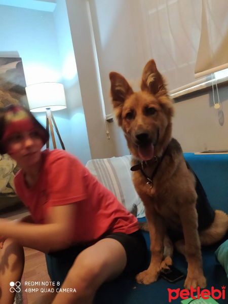 Alman Çoban Köpeği, Köpek  Erebos fotoğrafı