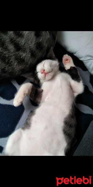 Tuxedo (Smokin) Kedi, Kedi  Odi fotoğrafı