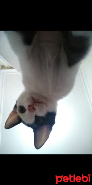 Tuxedo (Smokin) Kedi, Kedi  Odi fotoğrafı