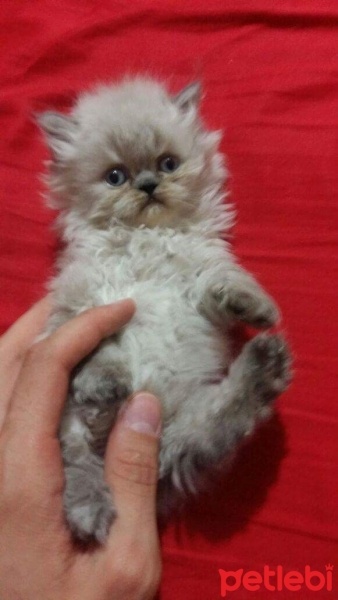 Chinchilla, Kedi  Yumos fotoğrafı