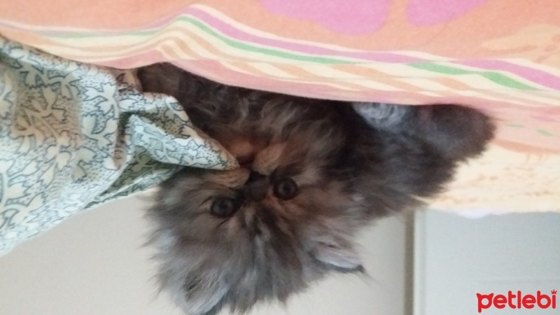 Chinchilla, Kedi  Yumos fotoğrafı