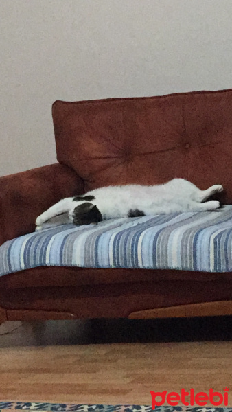 Tekir Kedi, Kedi  Şuşu fotoğrafı